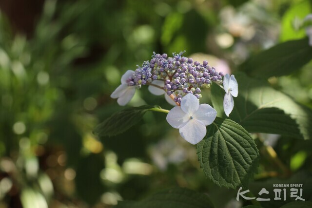 길상사 곳곳에 핀 산수국. 사진 강나리 기자.