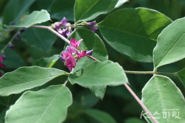 조록싸리. 사진 강나리 기자.