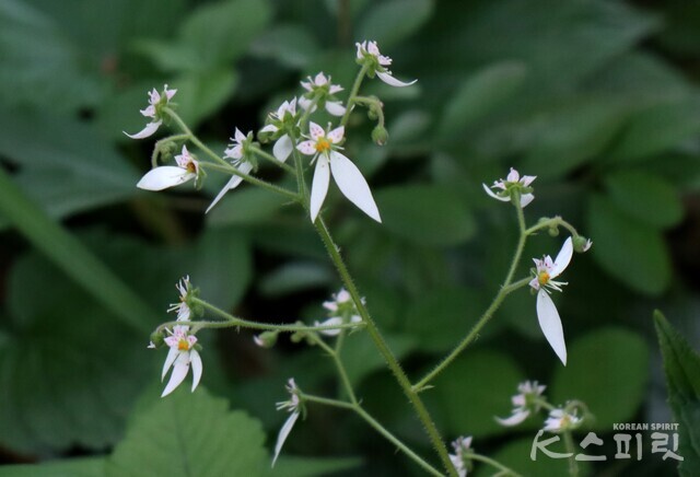 독특한 꽃모양이 매력적인 바위취. 사진 강나리 기자.