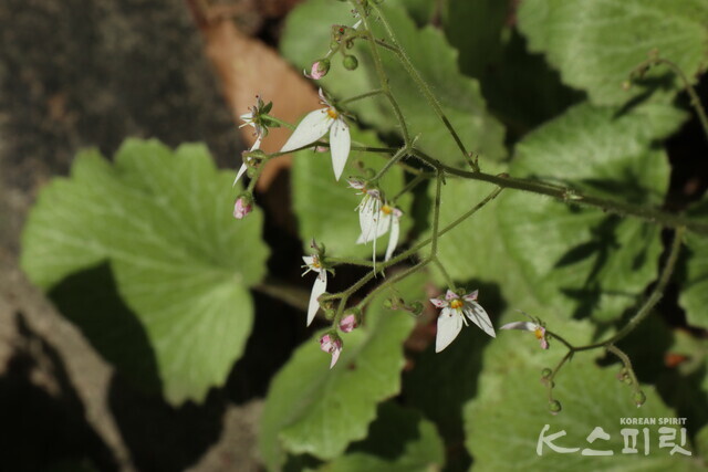바위취꽃이 산사 곳곳에 피었다. 사진 강나리 기자.
