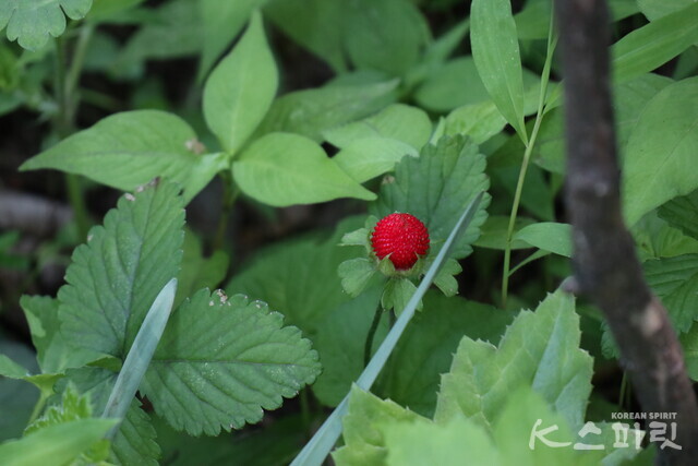 길상사 대웅전 뒤켠 작지만 강렬한 존재감을 뽐내는 뱀딸기. 사진 강나리 기자.