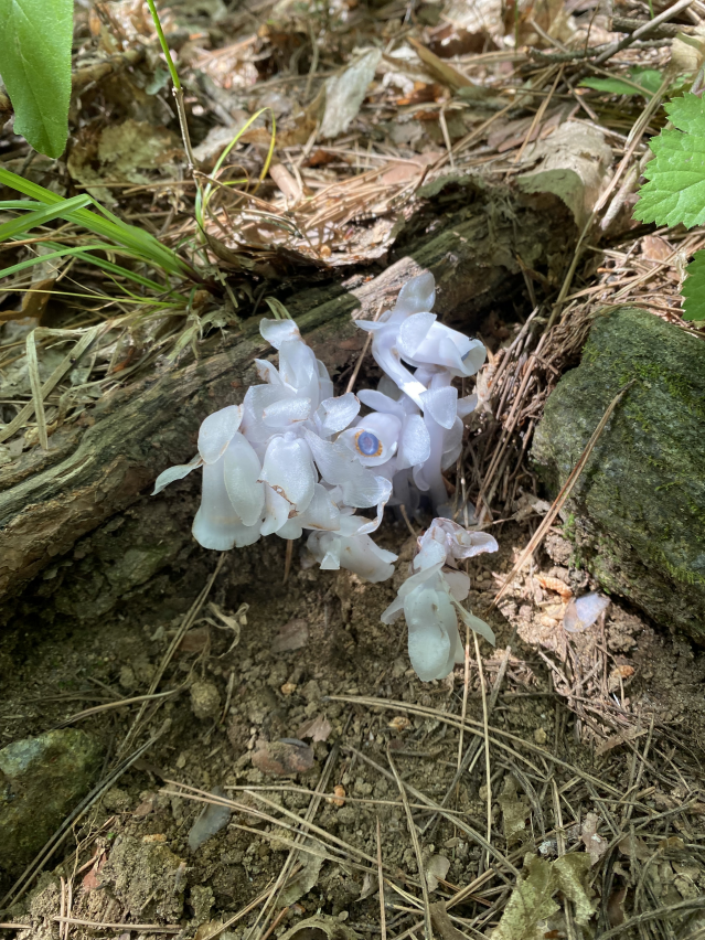 개화하는 나도수정초. 이미지 국립공원공단.