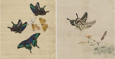 (왼쪽) 남계우의 자원호접 속 일부 (오른쪽) 고진승의 금전화접 속 일부. 사진 간송미술관 제공.