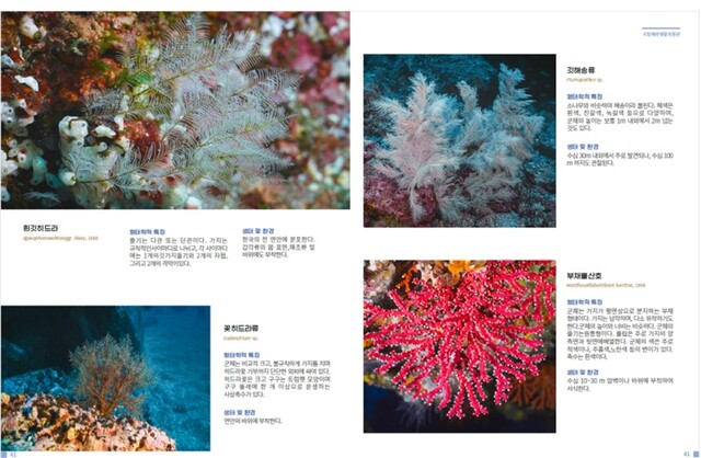울릉도 해양생물 전자책 세부 페이지. 이미지 국립해양생물자원관.