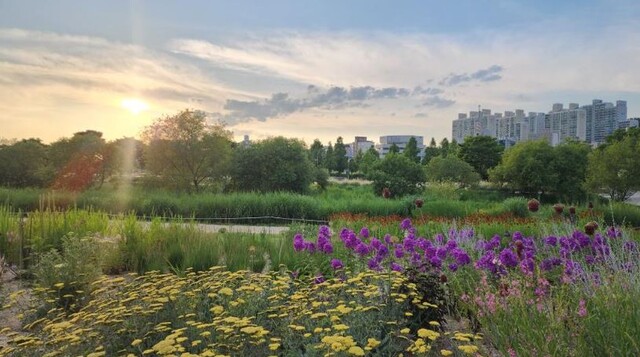 푸른 십리대숲과 철새들로 아름다운 태화강 국가정원. 사진 태화강국가정원 인스타그램 갈무리.