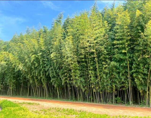 태화강 십리대숲. 사진 태화강국가정원 인스타그램 갈무리.