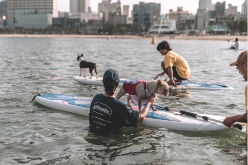 울산광역시 일산해수욕장. 울산광역시는 일산해수욕장에서 '반려동물과 함께 요트X패들보드탈고래'사업으로 2만 원씩(1인1견 한도)지원하고 있다. 사진 요트탈래 울산.