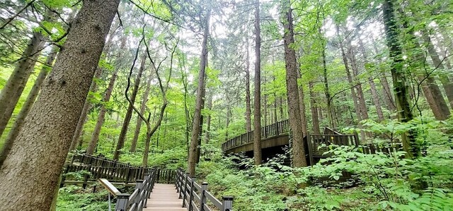 덕유산휴양림 독일가문비나무숲 데크길. 이미지 국립자연휴양림관리소.