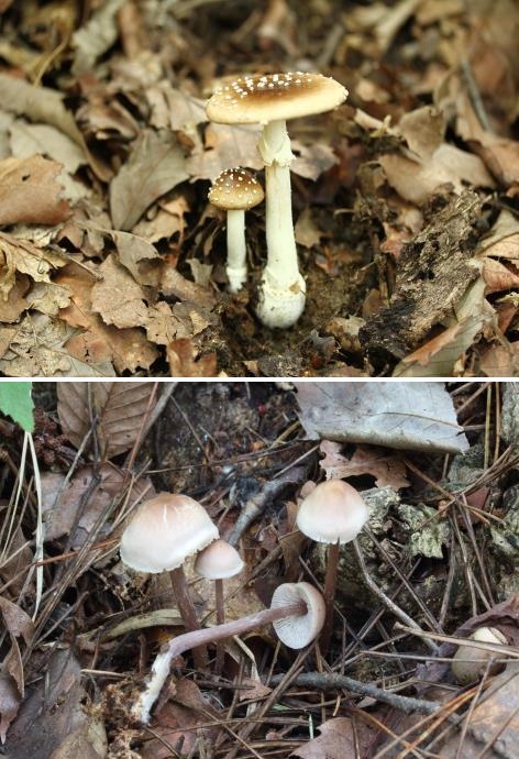 독버섯인 마귀광대버섯, 맑은애주름버섯. 사진 산림청.