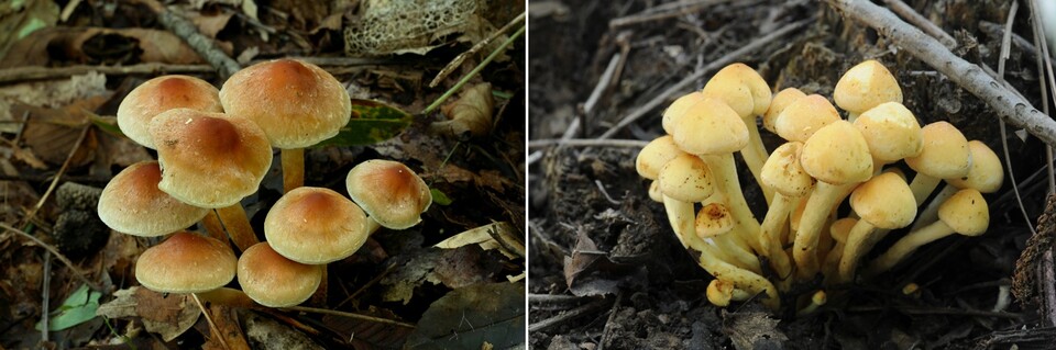 (왼쪽) 식용가능한 개암버섯 (오른쪽) 독버섯인 노란개암버섯. 사진 산림청.