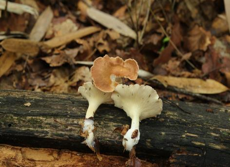 독버섯인 혹깔때기 버섯. 사진 산림청.