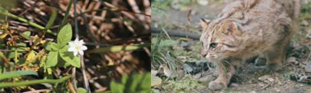 기생꽃과 삵. 이미지 환경부.