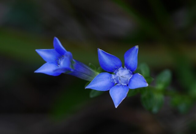 비로용담. 이미지 환경부.