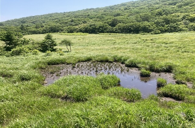 용늪 내부에 있는 연못. 이미지 환경부.