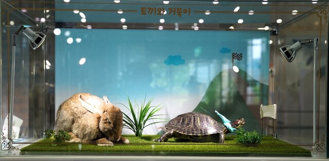‘토끼와 거북이’ 전시물. 이미지 국립낙동강생물자원관.