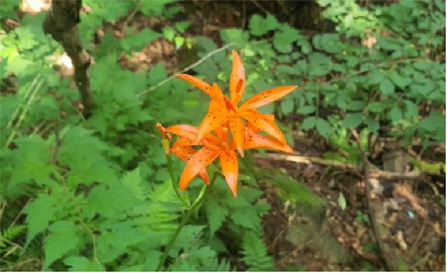 소백산 여름야생화 하늘말나리. 이미지 소백산국립공원사무소.