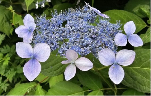 소백산 여름야생화 산수국. 이미지 소백산국립공원사무소.