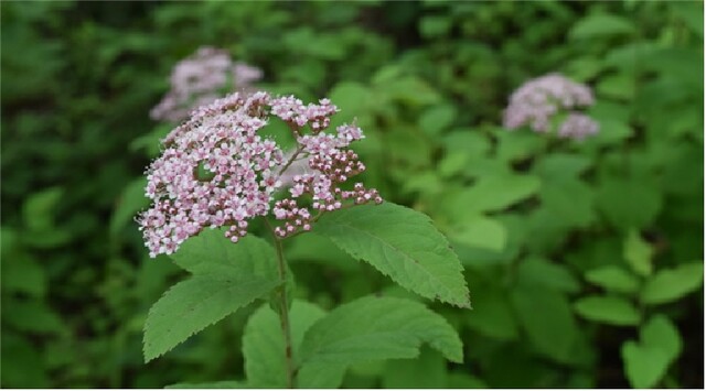 소백산 여름야생화 참조팝나무. 이미지 소백산국립공원사무소.