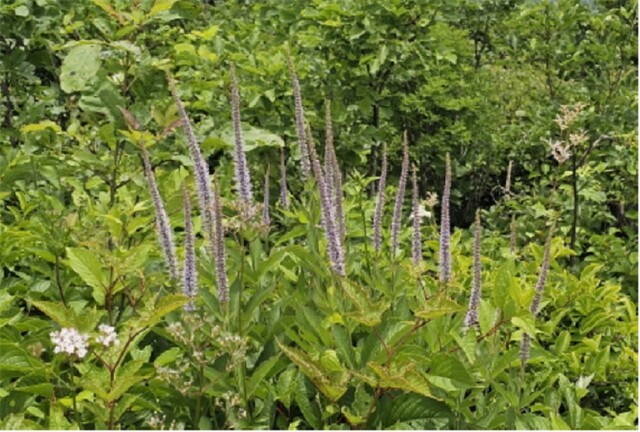 소백산 여름야생화 냉초. 이미지 소백산국립공원사무소.