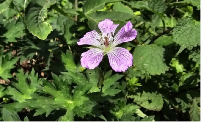 소백산 여름야생화 둥근이질풀. 이미지 소백산국립공원사무소.