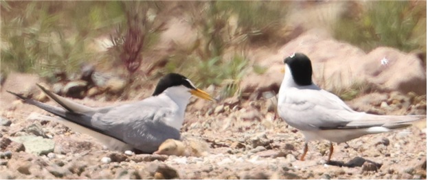 ‘쇠제비갈매기’. 이미지 국립호남권생물자원관.