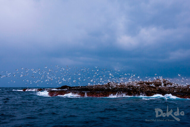 독도 큰가제바위 위 괭이갈매기떼. 사진 외교부 독도 누리집 갈무리.