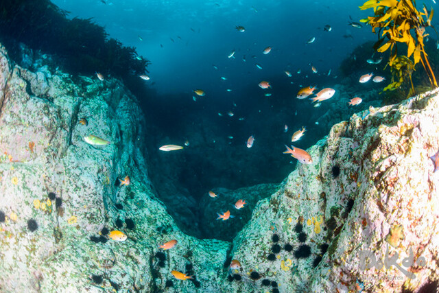 독도 바다 속 자리돔과 용치놀래기, 보라성게, 대황. 사진 외교부 독도 누리집 갈무리.