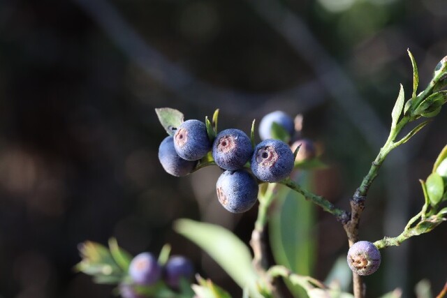 모새나무 열매. 이미지 산림청.