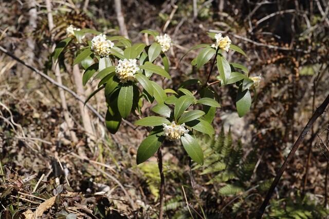 백서향. 이미지 산림청.