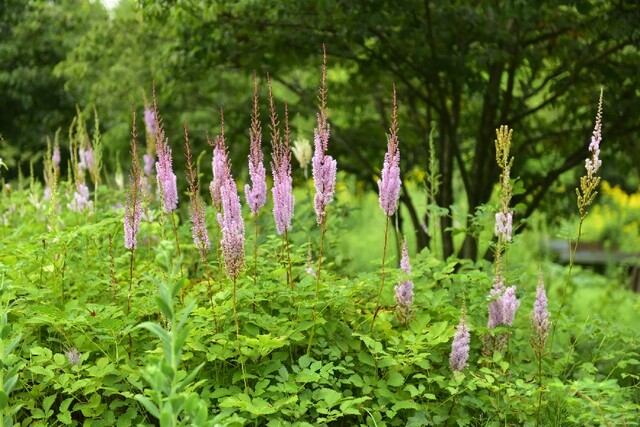 7월의 정원식물 ‘노루오줌’. 이미지 산림청.