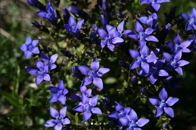 산림습원 식물 '비로용담'. 높은 산에서 자라는 여러해살이풀로, 우리나라 강원도 대암산 이북에 나며 러시아, 일본, 중국 등지에 분포한다. 사진 국립생물자원관 누리집 갈무리.