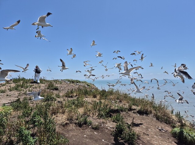 뿔제비갈매기 서식지 전경. 이미지 국립호남권생물자원관.