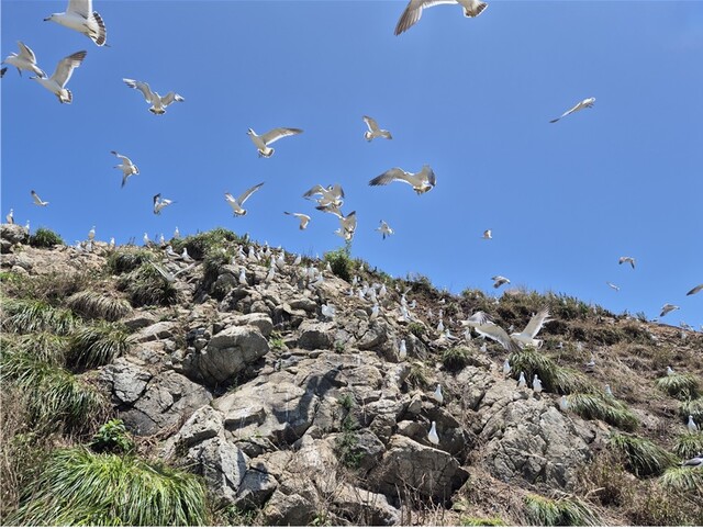 뿔제비갈매기 서식지 전경. 이미지 국립호남권생물자원관.