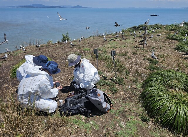 합동조사 : 뿔제비갈매기 토사물 채취. 이미지 국립호남권생물자원관.