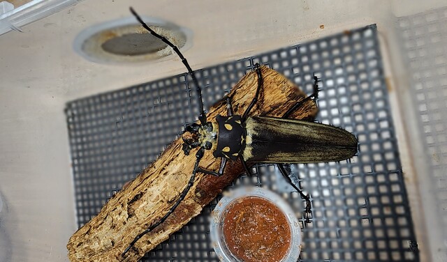 올해 발견된 토종 장수하늘소 수컷 1개체. 사진 산림청.