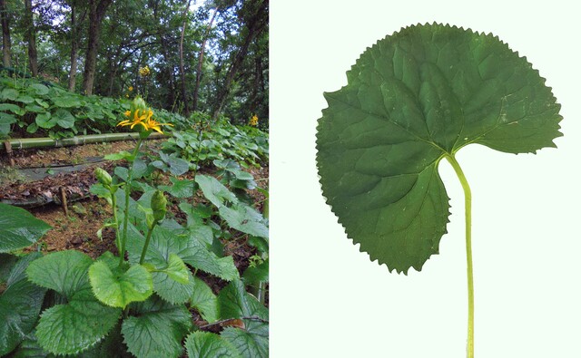 국화과 여러해살이풀 곰취와 곰취 잎(오른쪽). 사진 산림청.