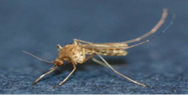 작은빨간집모기 암컷 성충. 이미지 질병관리청.