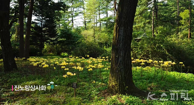 국립수목원 내 연인을 위한 '러빙 연리목길' 중 상사화길. 사진 국립수목원 유튜브 갈무리.