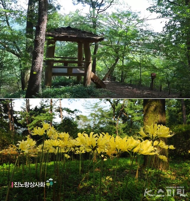 러빙 연리목길 중 진노랑상사화가 만개한 상사화길. 사진 국립수목원 유튜브 갈무리.
