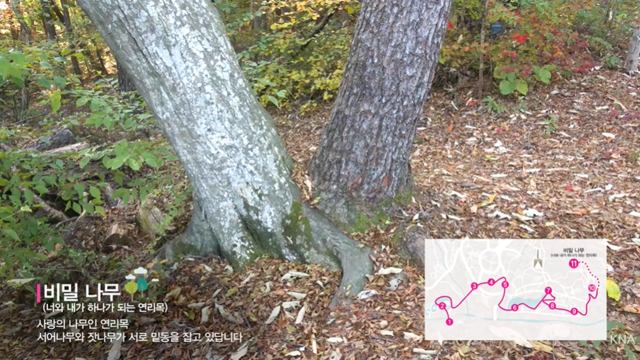 러빙 연리목길 끝자락에서 만나는 비밀나무 '연리목'. 사진 국립수목원 유튜브 갈무리.