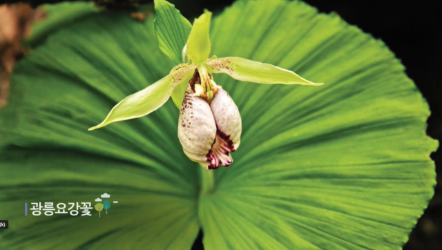 ‘희귀‧약용길’에서 만날 수 있는 광릉요강꽃. 사진 국립수목원 유튜브 갈무리.