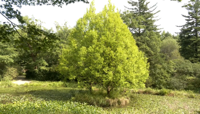 ‘식물 진화 탐구길’에서 지나는 수생식물원. 사진 국립수목원 유튜브 갈무리.
