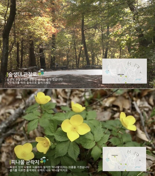 (위) ‘맛있는 도시락길’의 숲생태관찰로. (아래) ‘맛있는 도시락길’에서 만나는 피나물군락지. 사진 국립수목원 유튜브 갈무리.