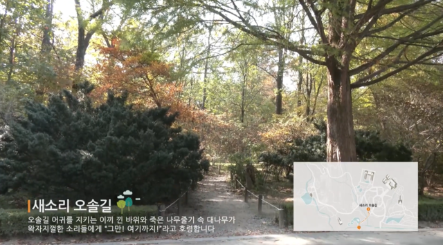 ‘소소한 행복길’ 중 새소리 오솔길. 사진 국립수목원 유튜브 갈무리.