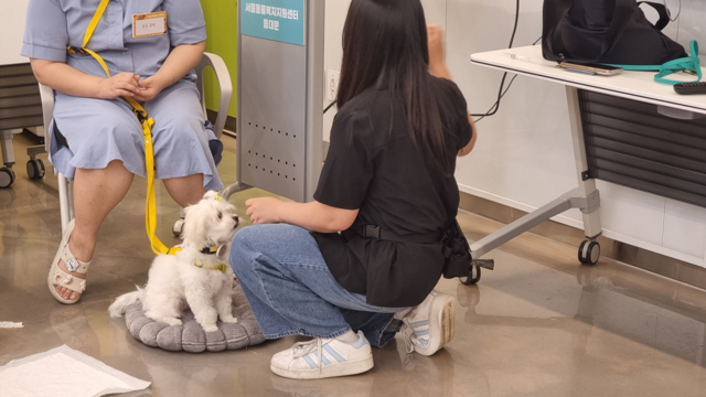 강아지 사회화‧예절교육. 사진 서울시.