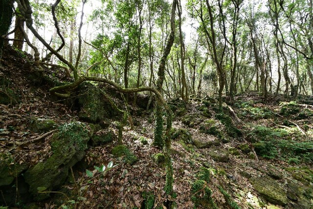 제주시 한경면 저지리 곶자왈 모습. 이미지 산림청.