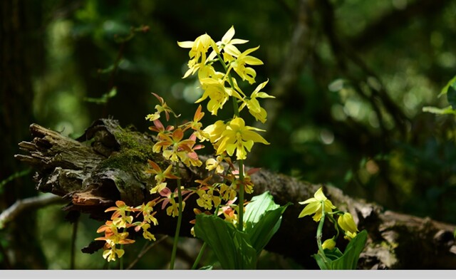 곶자왈 자생 금새우난초. 이미지 산림청.
