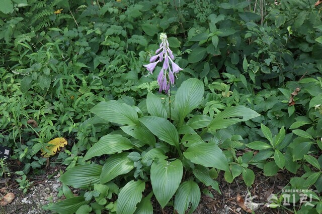 여름 정원의 연보랏빛 비비추. 사진 강나리 기자.