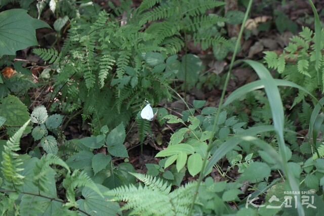 흰 날개를 꽃잎인 양 초록 풀잎에 앉은 흰 나비. 사진 강나리 기자.