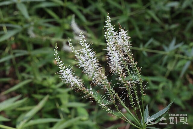 여름정원에 핀 냉초꽃. 사진 강나리 기자.